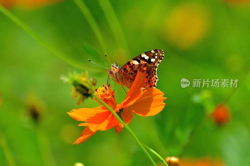 橙色/黄色的宇宙花和蝴蝶